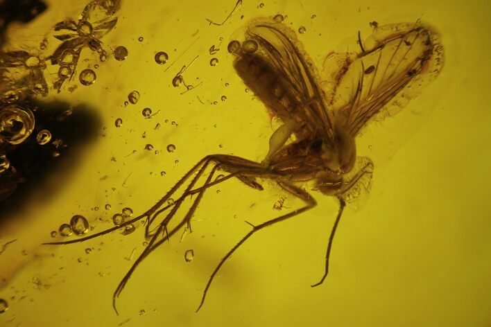 Large, Detailed Fossil Fly (Diptera) in Baltic Amber #145396